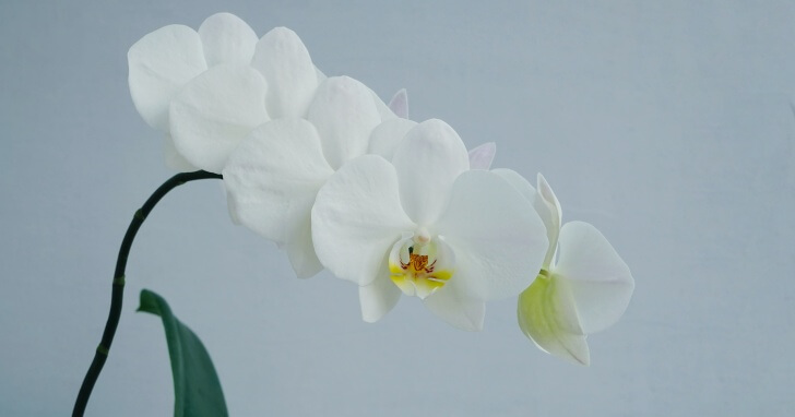春の叙勲・褒章のお祝いにおすすめのお花!立て札・予算・贈るタイミングなどマナーもチェック